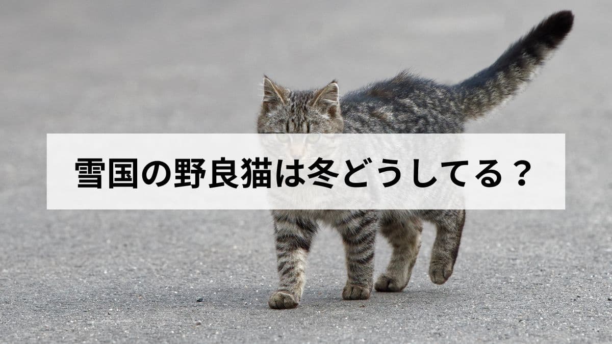 雪国の野良猫は冬どうしてる?