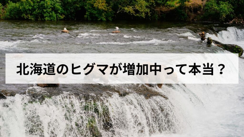 北海道のヒグマが増加中って本当？2026年最新データと今すぐできる対策