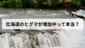 北海道のヒグマが増加中って本当？2026年最新データと今すぐできる対策