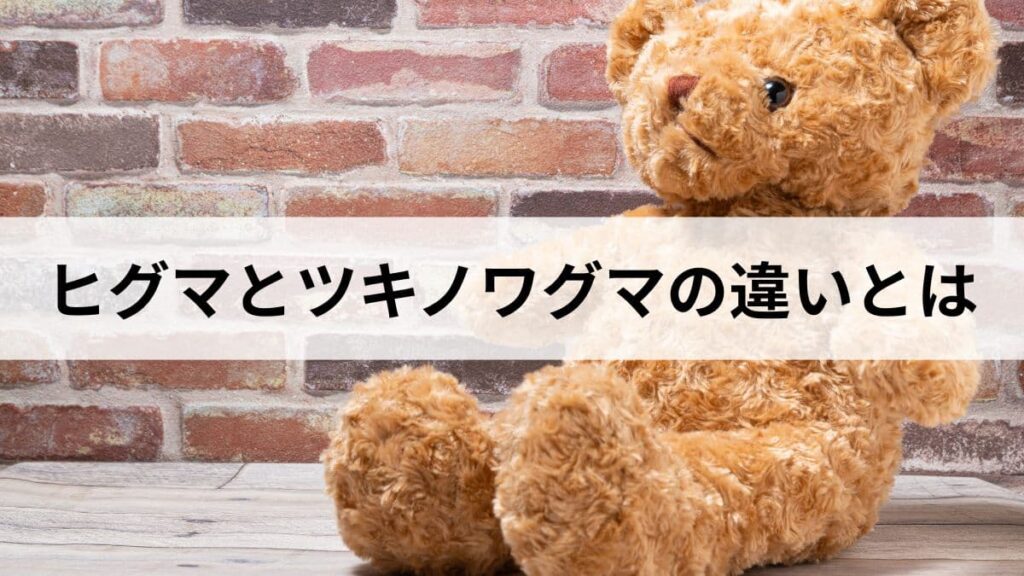 ヒグマとツキノワグマの違いとは｜大きさ・見た目・危険度を比較