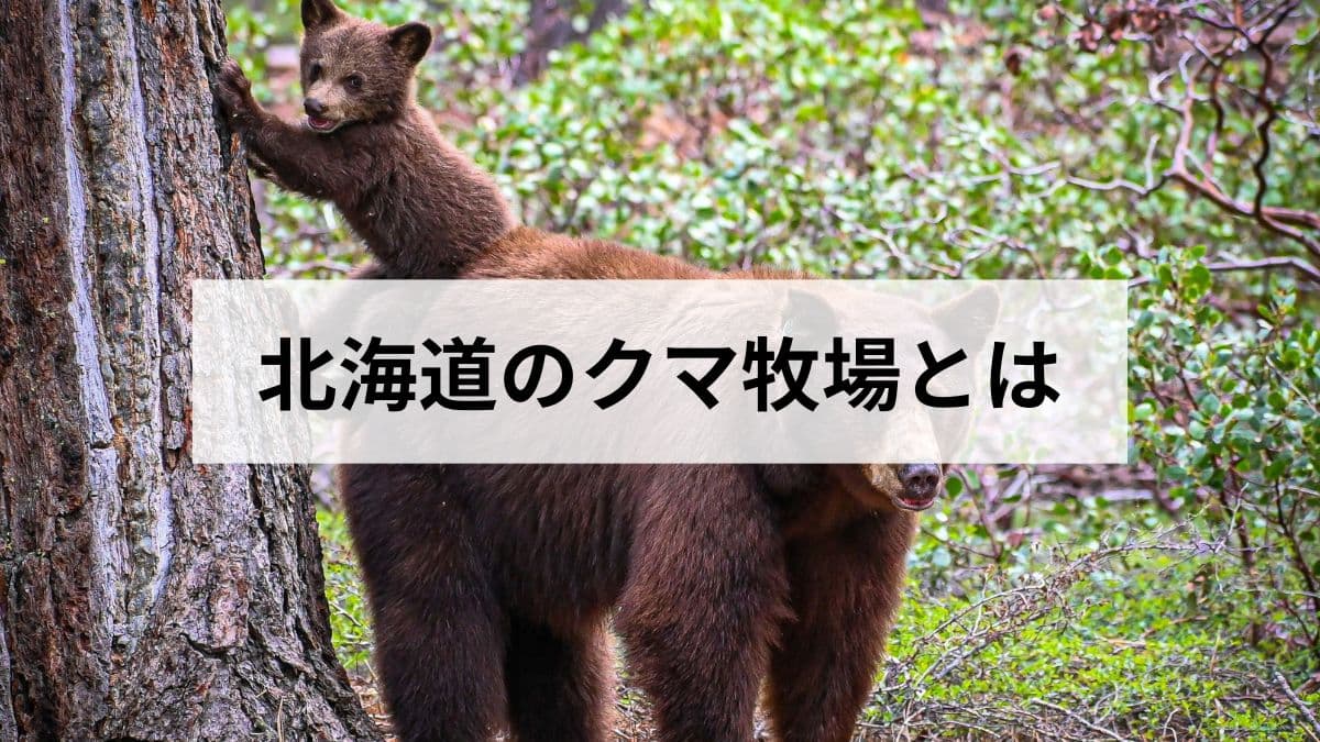 北海道クマ牧場とは｜地元民が解説する施設の役割・安全対策・楽しみ方