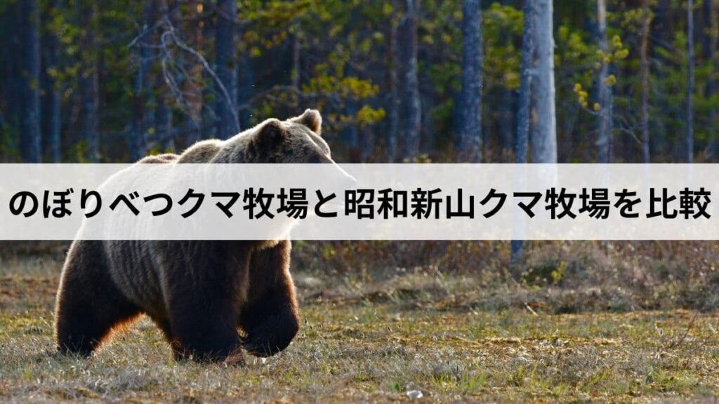 のぼりべつクマ牧場と昭和新山クマ牧場を比較｜アクセス・料金・見どころの違いは？