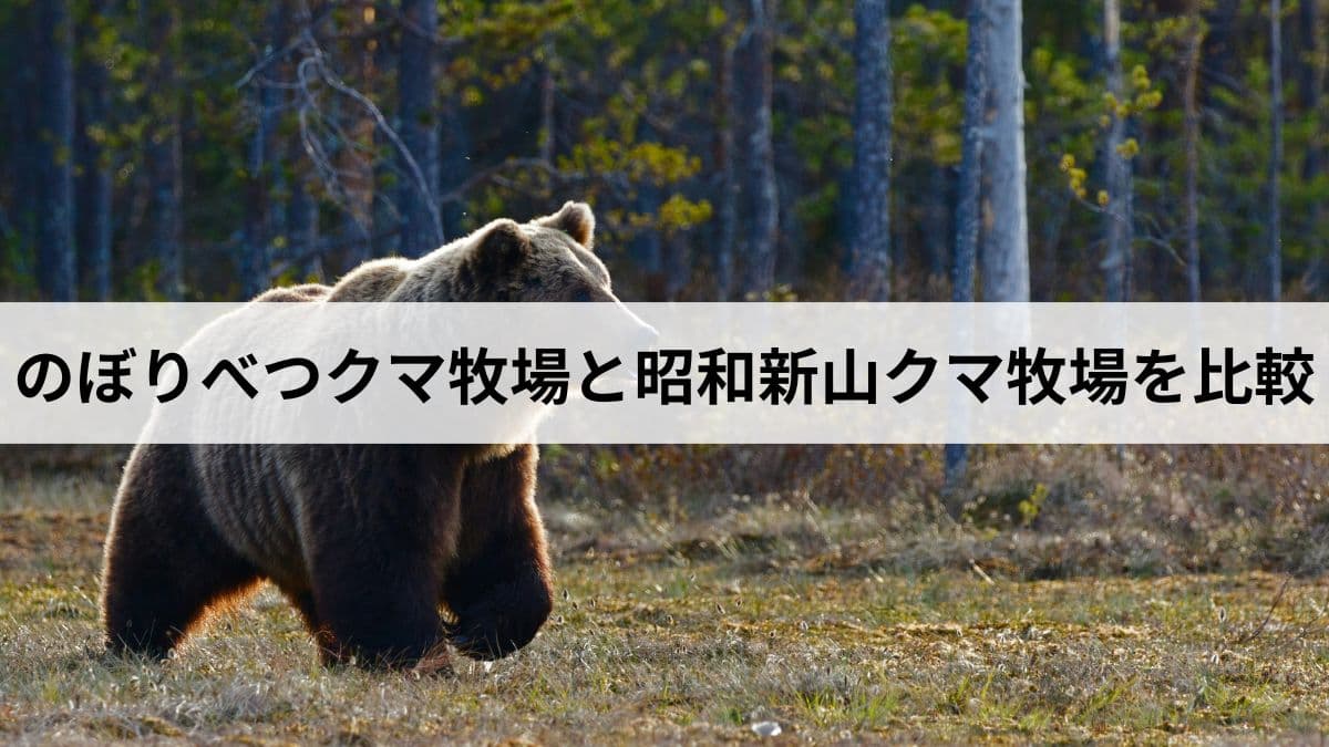 のぼりべつクマ牧場と昭和新山クマ牧場を比較｜アクセス・料金・見どころの違いは？